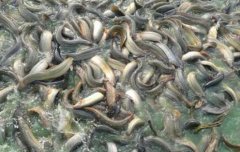 <b>�������ֳ�ӹ����� 1��������650Ԫ �����۶��6ǧ��</b>