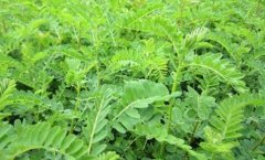 <b>��ֲ���δ�ʲô���ݼ���</b>