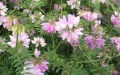 <b>������ֲ�����ظ�?��ʲôҩ��</b>