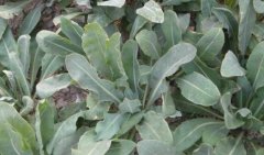 <b>��������ֲһĶ�ض��������</b>