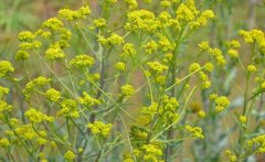 <b>��������ֲ�ĸ���ʩ�ʷ���</b>