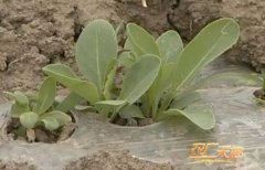 <b>[ũ�����]����������ֲ������Ƶ</b>