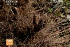 <b>[��ɫʱ��]��ҩ���༼����Ƶ</b>