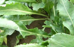 <b>���������˲����η���</b>