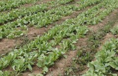 <b>������������ѧʩ��?��Щ�ʲ������׷�?</b>