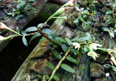 <b>�ı�ʯ����ֲ��ʽ�۸����ǣ�һ����ʯ������400Ԫ��</b>