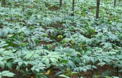 <b>�Ĵ���Ӣ�ص˵�ɽ�ɹ���ֲ����Ķ��Ч���8-10��Ԫ��</b>