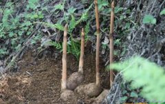 �Ĵ�����������ֲ����