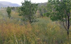 �Ĵ����������ֲ����