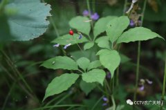 ����ɽ�˲ε���ֲʱ��ͷ�����Ұɽ�εķ�������