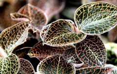 ɽ�����·�Ұ����ֲ������ǰ���ɹ�