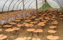 ������֥�г�Ǳ�����½������������ֲ��֥����200��