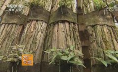 ����������Ƥʯ����������ֲģʽ̽��