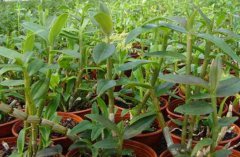 ��Ƥʯ����ֲ����֪ʶ