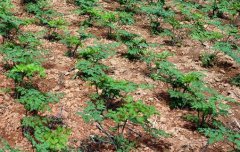 <b>��������������ֲ��ũ��ƶ�¸�</b>