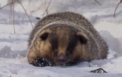 <b>[ÿ��ũ��]�����ߵ������ֳЧ���</b>