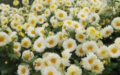 [ũ�����]������༼����Ƶ