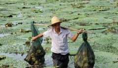 ����������ʵЧ���һ�괿׬30��!