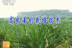 �������ʺ�ʲô�ط���ֲ��������ֲ��������