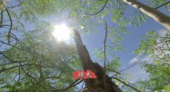 [�Ƽ�Է]��ľ�����޼����ܸ߲�