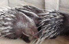 <b>��ˮ�к�����ֳ��һֻһ�������ɱ�3ԪǮ��������������</b>