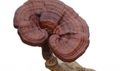 <b>��ô��ѡ��֥?ʲô������֥�Ǻ���֥?</b>