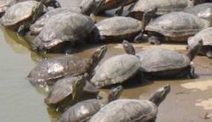 <b>�����ҵ��ֳǰ������,��ӭ������չ����!</b>