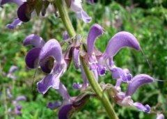 <b>������ֲ������Ƶ</b>