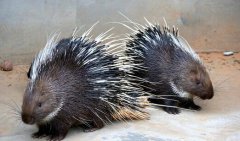 <b>[ũ�����]����ѡ��������?ʲô�����Ǻ�����?</b>