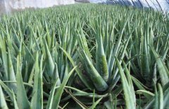 һ��«������70Ԫ�����ִ���«����׬Ǯ