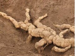 ������ֲ��׬Ǯ,һĶ�����Ҳ������2000Ԫ