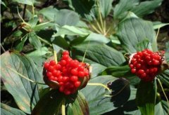 �����ν��ʺ���ֲʲôҩ�ģ���ɶ��ҩ��Ч��ã�