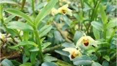 <b>������Ƥʯ����ֲ�͹ܻ�����</b>