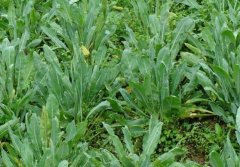 <b>��������ֲ��6-8�£��������ڵĹ�������Ҫ��</b>