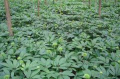 <b>���ߵ���ֲʱ���Ǽ��·ݣ��������������</b>