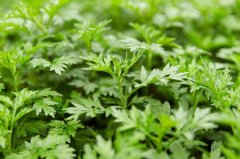 <b>����ȫ�����Ǳ���Ķ��Ч���5000ǧԪ��</b>