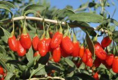 <b>��轲��溦��ɫ���ؼ���</b>