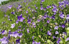 �ɴ�ʱ�����ҩ�Ĵ����ջ�Ч���