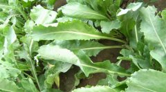 <b>���������ⲡ�ķ��η���</b>