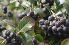 <b>�ڹ����һ����ֲ��������,��Ϊ�½�ԣ����ũ����ƶ�¸���������</b>