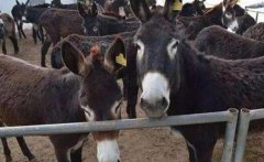 <b>ĸ¿����̥�²�����ô�죿</b>