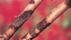 <b>���θ�����������4����Ҫԭ��</b>