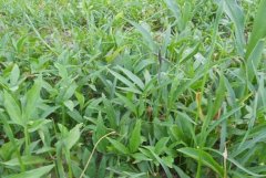 �ĵر�ҩ�� ҩ����ֲ��ũ�����¸�