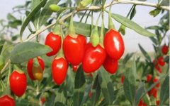 <b>�����ֲҪ�߲�,�������������ܹؼ�</b>