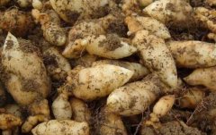 <b>�ߺ���ɽ��������ֲ����Ҫ��</b>