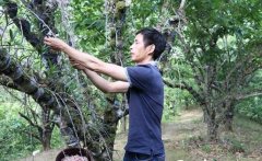 <b>��������ʯ����ֲ��ũ�����е����ӹ�ʯ�����衢����ʯ���辰</b>