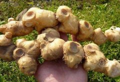 <b>�Ĵ�����ƾ���ֲ����ǧ��ԪЧ�棬��ũ�������¸���ͻ�ƿڣ�</b>