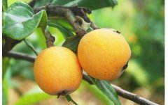 <b>������ֲ���˺��ϻ���������ƶ�¸��ġ������</b>