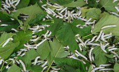 <b>һ������3���Ԫ����ɣ���ϳ��¸���С����֧����ҵ</b>