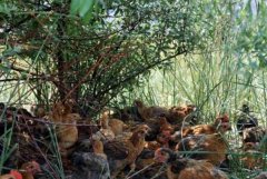 ɳ�������������ܽ��㿿��ɳ������������40��Ԫ